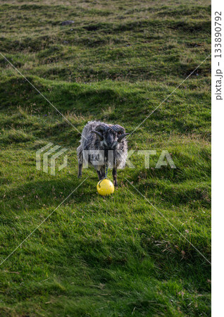 Sheep grazing on the green hills of Nolsoy, Faroe Islands, with scenic coastal views and traditional Nordic landscape. 133890792