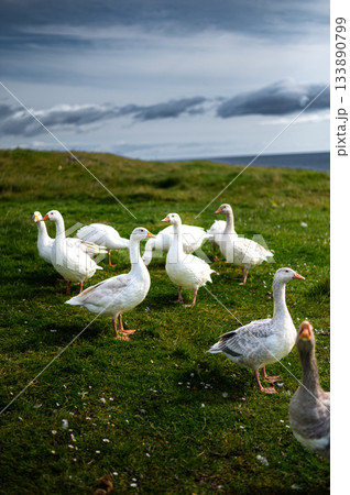 White and gray domestic geese on Atlantic ocean coast. Faroe islands, Denmark. High quality photo 133890799