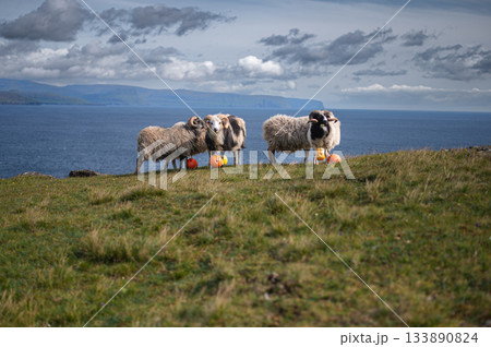 Sheep grazing on the green hills of Nolsoy, Faroe Islands, with scenic coastal views and traditional Nordic landscape. Sheep grazing on the green hills of Nolsoy, Faroe Islands, with scenic coastal views and traditional Nordic landscape. 133890824
