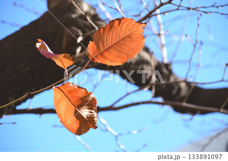 紅葉した桜の葉 133891097