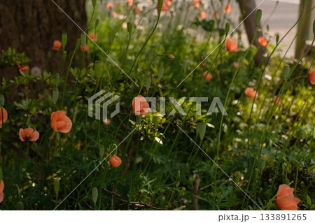 ナガミヒナゲシの花 ナガミヒナゲシの花 133891265