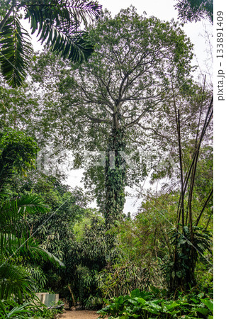 Museum Emilio Goeldi at Belem, Brazil. A Research Institute and Museum with Fauna and Flora from Brazilian Amazon 133891409