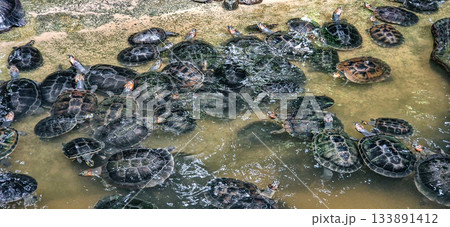 The Arrau turtle, Podocnemis expansa is the largest of the side-neck turtles in Latin America. Seen at Belem in Brazil The Arrau turtle, Podocnemis expansa is the largest of the side-neck turtles in Latin America. Seen at Belem in Brazil 133891412