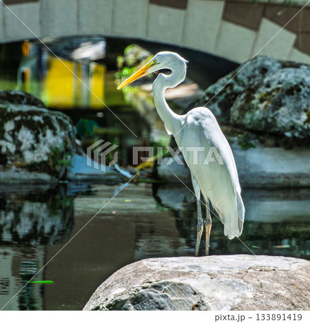 Great egret, Ardea alba at Praca Batista Campos in the city of Belem, in the state of Para, Brazil. Great egret, Ardea alba at Praca Batista Campos in the city of Belem, in the state of Para, Brazil. 133891419