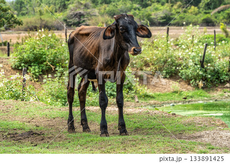 Wild Water Buffalo at Soure on Marajo Island in Brazil 133891425