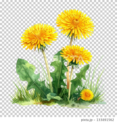 田野裡盛開的蒲公英水彩插圖 133891562