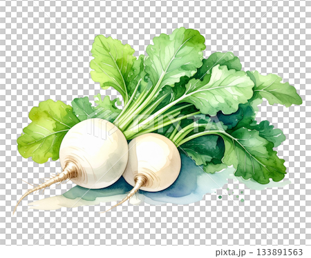 新鮮蘿蔔水彩插圖 133891563