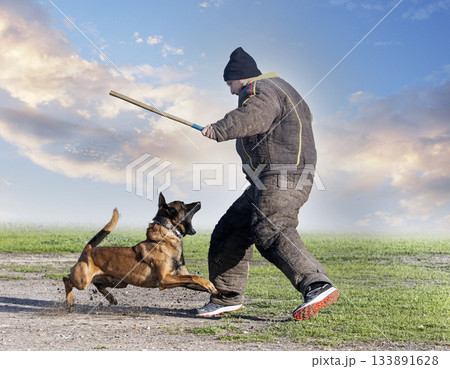 training of belgian shepherd 133891628