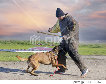 training of belgian shepherd 133891629