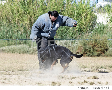 training of rottweiler 133891631