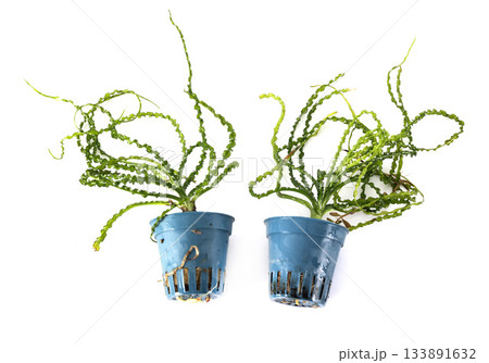 Crinum calamistratum, in studio 133891632