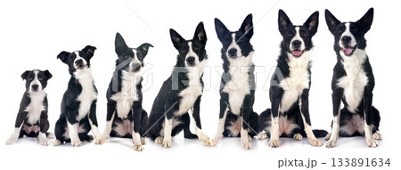 puppies border collie 133891634