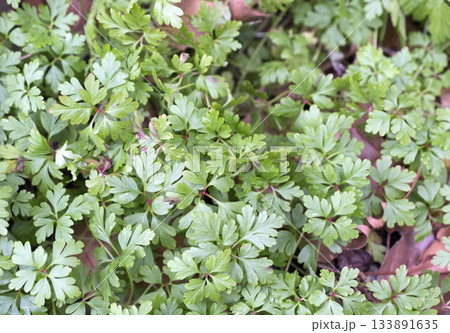 wild Geranium leaf 133891635