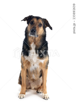 german shepherd mix breed german shepherd mix breed 133891639