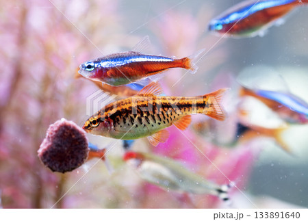 cherry barb in aquarium cherry barb in aquarium 133891640