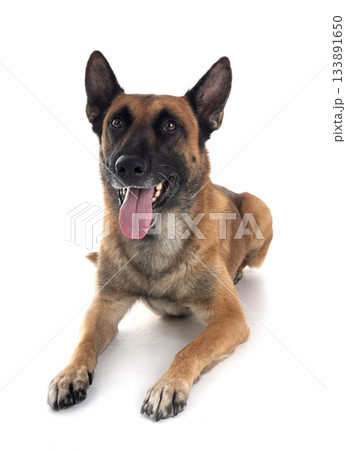 malinois in studio 133891650