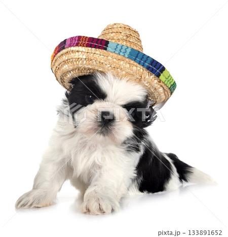 puppy Shih Tzu in studio puppy Shih Tzu in studio 133891652