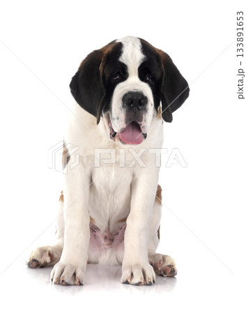 puppy saint bernard in studio 133891653