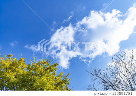 秋空と雲と木立 133891781
