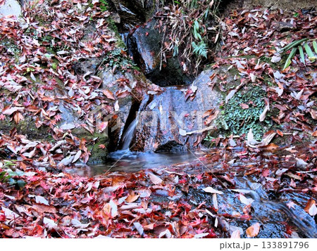 石舞台の 下流、清流&峡谷、名もない小さな滝：大阪府府民の森 133891796