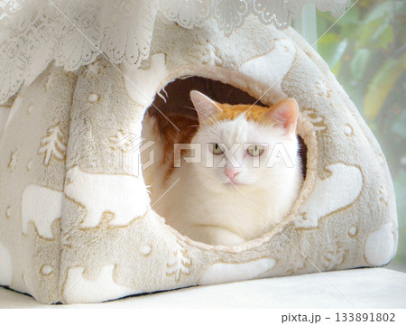 ドームハウスに入っている三毛猫 133891802