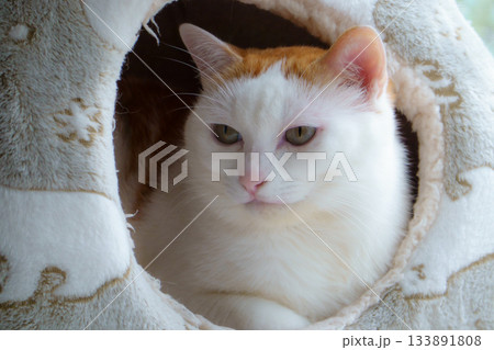 ドームハウスに入っている三毛猫 133891808