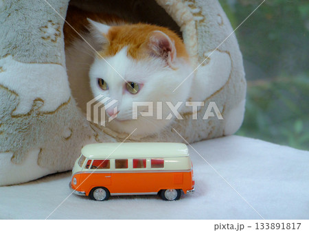 ドームハウスに入っている三毛猫とミニカー ドームハウスに入っている三毛猫とミニカー 133891817