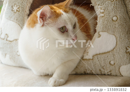 ドームハウスに入っている三毛猫 ドームハウスに入っている三毛猫 133891832