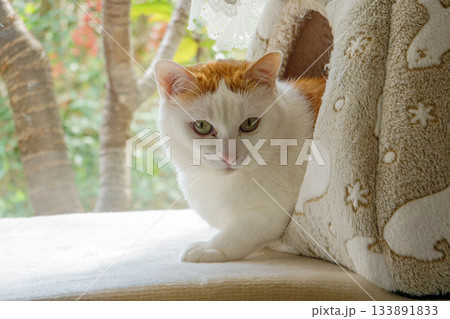 ドームハウスに入っている三毛猫 133891833