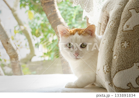 ドームハウスに入っている三毛猫 133891834