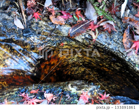 石舞台の 下流、清流&峡谷、名もない小さな滝：大阪府府民の森 133891861