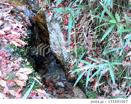 石舞台の 下流、清流&峡谷、名もない小さな滝：大阪府府民の森 133891867
