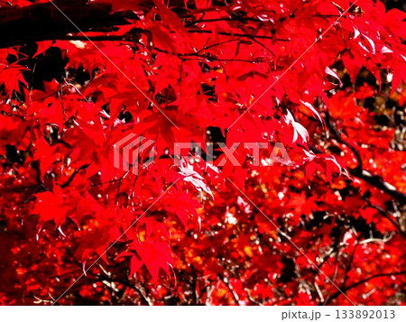 紅葉:モミジ;ハイキング道。大阪府府民の森 紅葉:モミジ;ハイキング道。大阪府府民の森 133892013