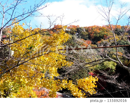 紅葉：イチョウ：銀杏；ハイキング道。大阪府府民の森 133892016