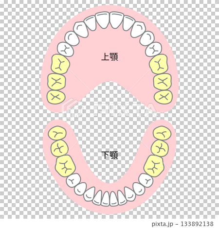 恆牙的名稱及其萌發時間 133892138