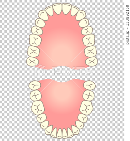 Name of teeth: Dentition Name of teeth: Dentition 133892159