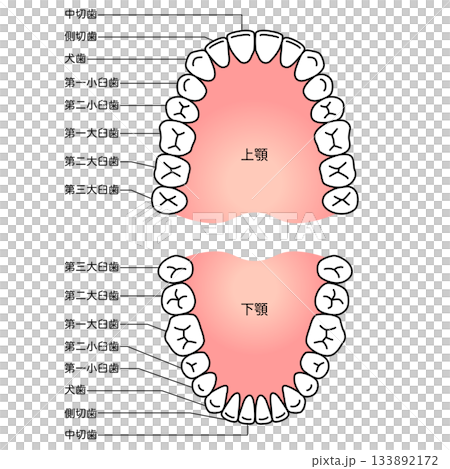 Name of teeth: Dentition Name of teeth: Dentition 133892172