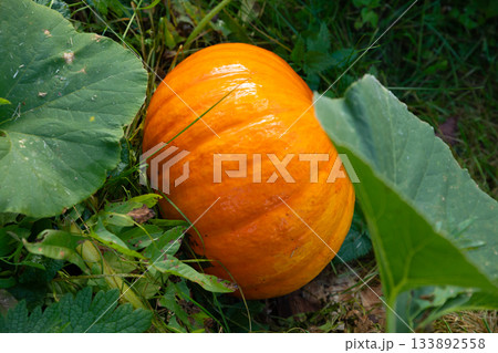 large round orange red pumpkin grows in field on organic farm 133892558