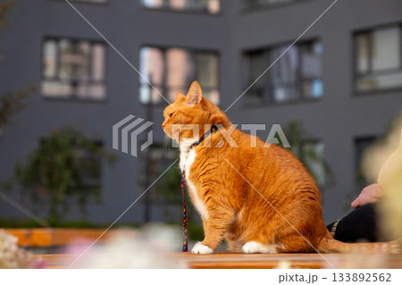 A fat red cat walks in the courtyard of a residential apartment building with its owner. A fat red cat walks in the courtyard of a residential apartment building with its owner. 133892562