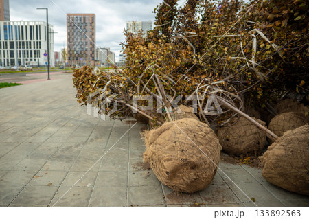 Trees with a lump of earth a lot on the street for landing in the city. improving the urban environment Trees with a lump of earth a lot on the street for landing in the city. improving the urban environment 133892563