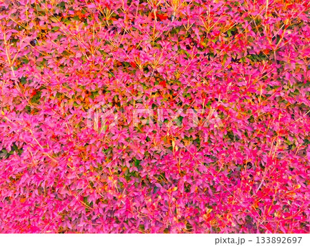 冬の生垣の紅葉のドウダンツツジ 冬の生垣の紅葉のドウダンツツジ 133892697