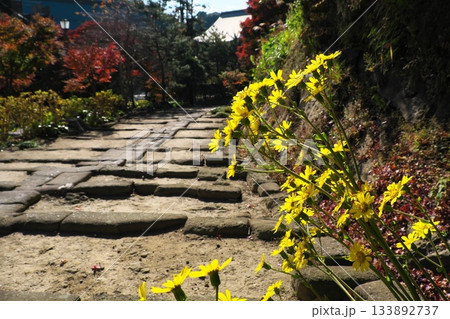 秋の鎌倉　石段の傍らに咲くツワブキの黄色い花　建長寺 133892737