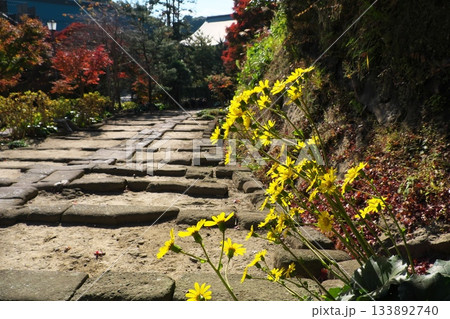 秋の鎌倉 石段の傍らに咲くツワブキの黄色い花 建長寺 秋の鎌倉 石段の傍らに咲くツワブキの黄色い花 建長寺 133892740