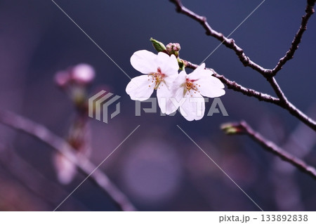 雨に濡れた桜 雨に濡れた桜 133892838