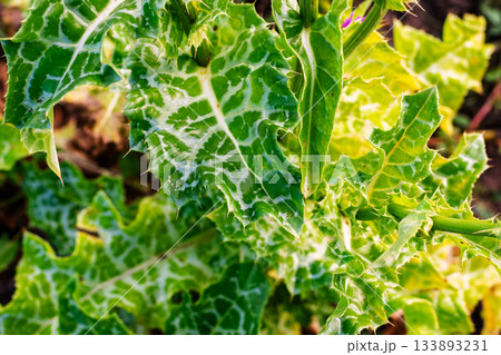 Milk Thistle plant leaves with striking white veins in bright sun. Milk Thistle plant leaves with striking white veins in bright sun. 133893231