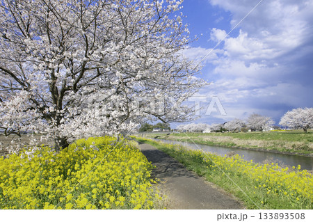 春爛漫の五行川 桜並木と菜の花の散歩道(真岡市) 春爛漫の五行川 桜並木と菜の花の散歩道(真岡市) 133893508