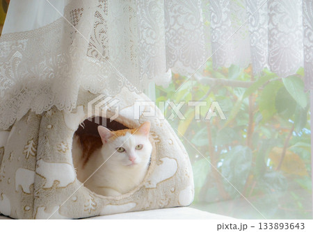 ドームハウスに入っている三毛猫 ドームハウスに入っている三毛猫 133893643