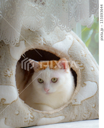 ドームハウスに入っている三毛猫 ドームハウスに入っている三毛猫 133893644
