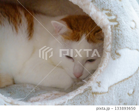 ドームハウスに入っている三毛猫 ドームハウスに入っている三毛猫 133893650