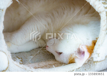 ドームハウスに入っている三毛猫 133893651